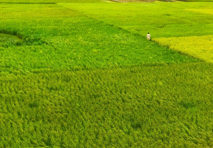 A Rice field in Bangladesh
