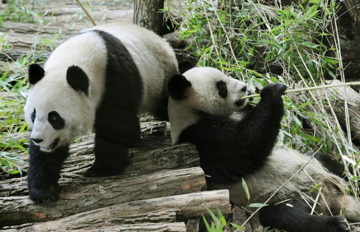 Huan Huan and Yuan Zi arrived at the Beauval Zoo in 2012
