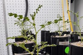 To maintain root hydration in a substrate with poor structure